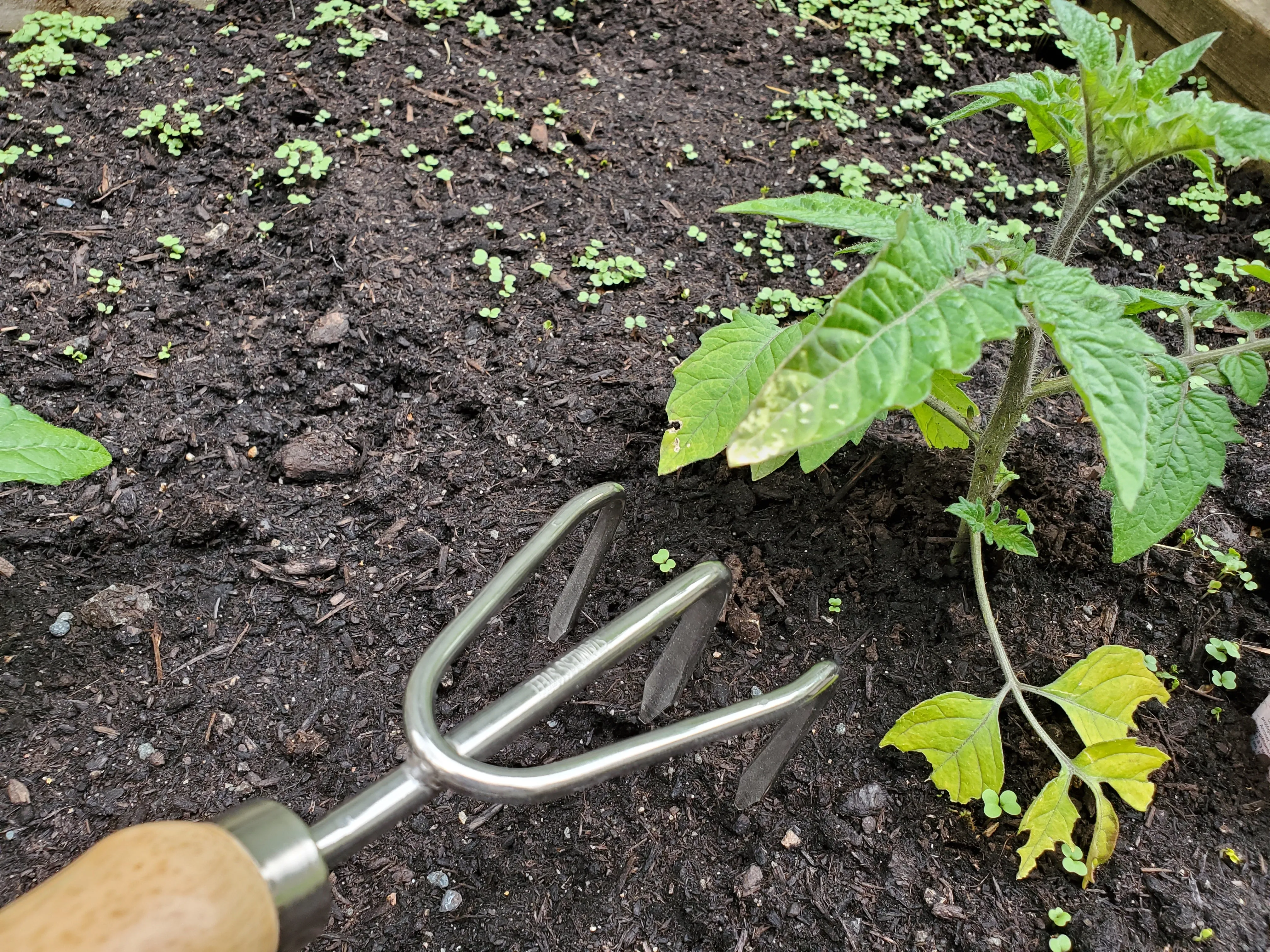 Arius Garden Stainless Steel Claw Cultivator