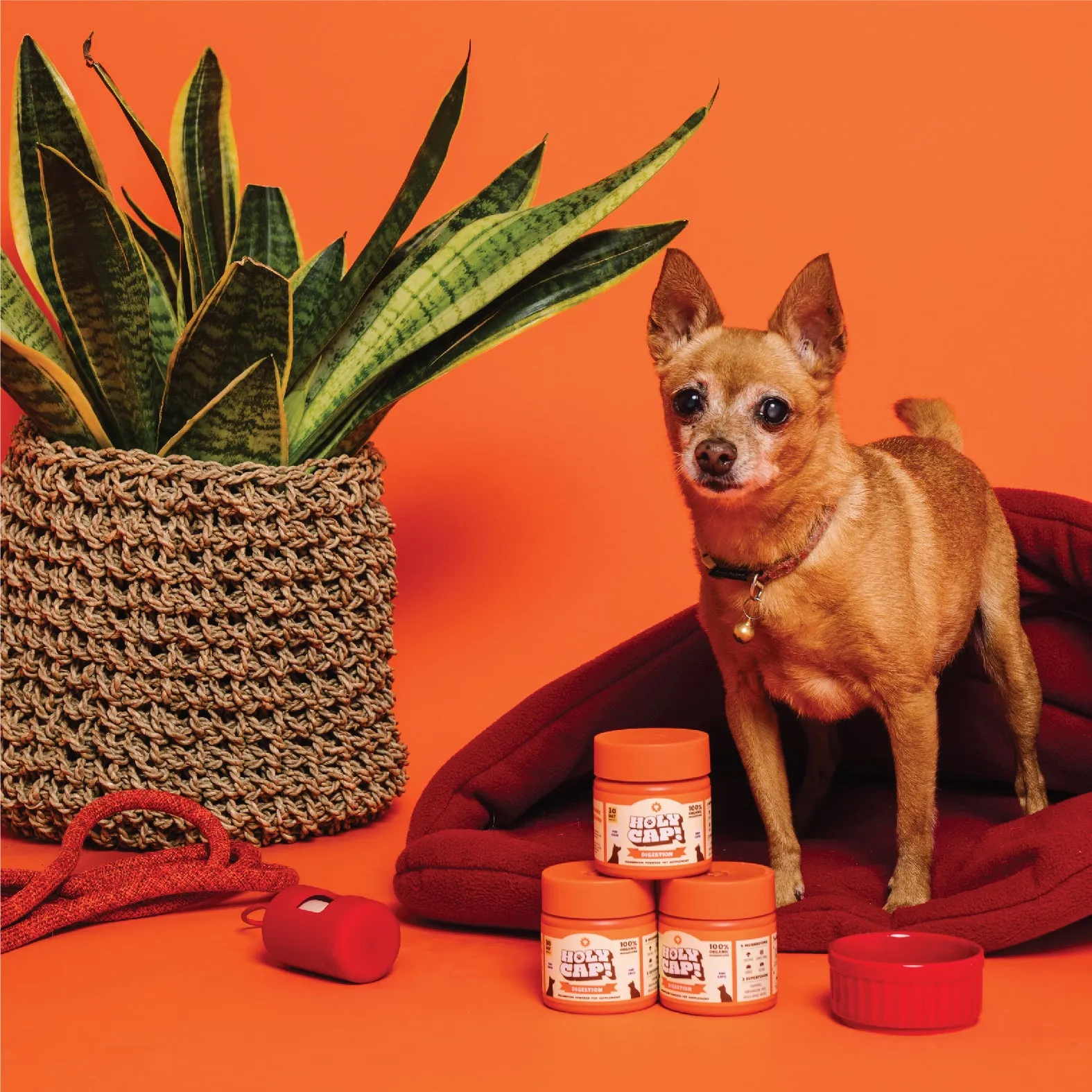Digestion Support Mushroom Powered Pet Supplement