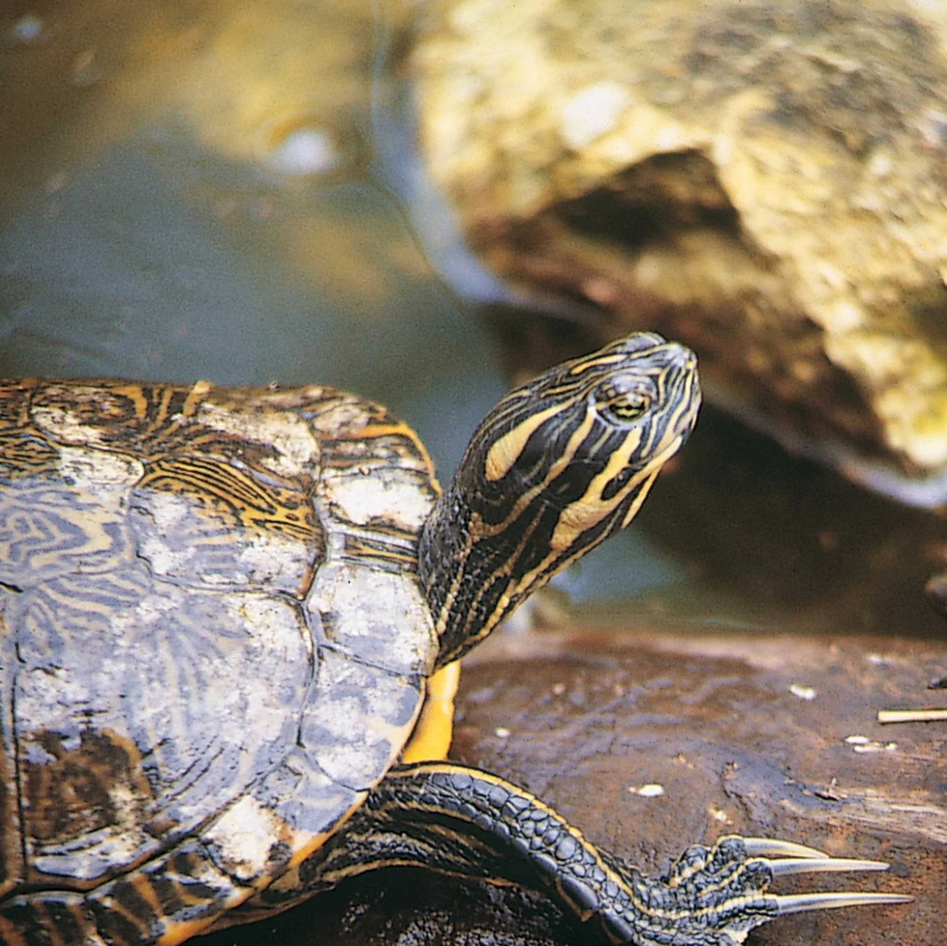 JBL Turtle Sun Aqua 10ml (vitamins for turtle)